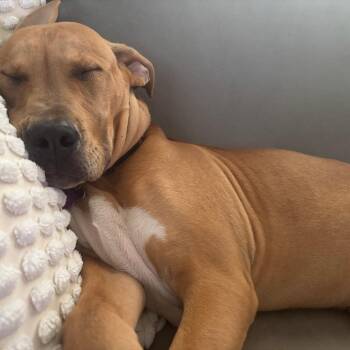 Radar -  Pit Bull Terrier Dog for Adoption in Minneapolis, Minnesota - Radar | PetCurious