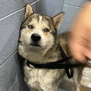 Rescue Mixed Breed Dogs for Adoption in Gadsden, Alabama - Thunder | PetCurious