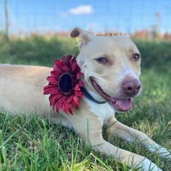 Gaia -  Pit Bull Terrier Dog for Adoption in Wichita, Kansas - Gaia | PetCurious