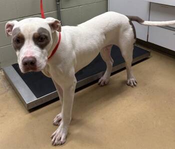 ROCKETT -  Pit Bull Terrier and Mixed Breed Dog for Adoption in Minneapolis, Minnesota - ROCKETT | PetCurious