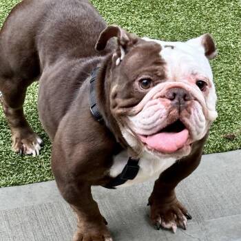 BonBon -  English Bulldog Dog for Adoption in Westhampton, New York - BonBon | PetCurious
