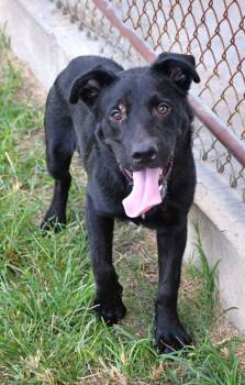 Gregor #A-143039 -  Labrador Retriever Dog for Adoption in Silsbee, Texas - Gregor #A-143039 | PetCurious