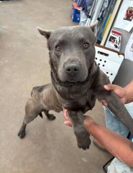 Mixed Breed Dogs Available for Adoption - DEZ | PetCurious