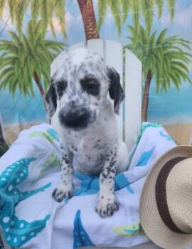 Dalmatian and Standard Poodle Dogs Available for Sale - Roly-Poly  | PetCurious