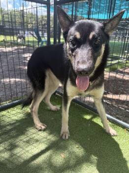 Diana -  Shepherd Dog for Adoption in Lakeland, Florida - Diana | PetCurious