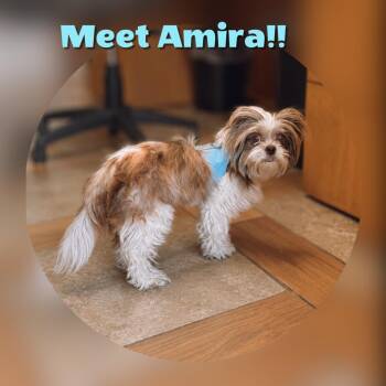 Amira -  Shih Tzu Dog Available for Adoption in Fredericksburg, Virginia - Amira | PetCurious