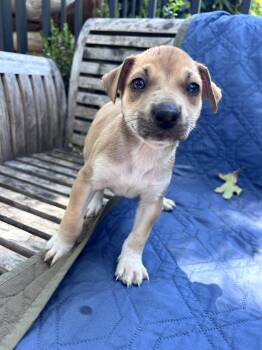 Esther (Vintage Litter) -  Terrier Dog for Adoption in Woodside, California - Esther (Vintage Litter) | PetCurious