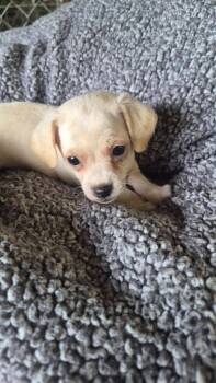 Elijay -  Mixed Breed Dog for Adoption in Taycheedah, Wisconsin - Elijay | PetCurious