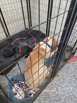 Wrangler -  Shar Pei Dog for Adoption in Lakeland, Florida - Wrangler | PetCurious