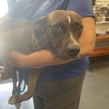 Oregon -  Mixed Breed Dog for Adoption in Dickinson, Texas - Oregon | PetCurious