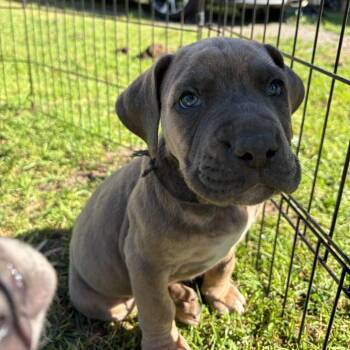 Otis -  Great Dane and English Bulldog Dog for Adoption in Turlock, California - Otis | PetCurious