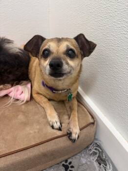 Molli -  Chihuahua Dog for Adoption in Brookings, Oregon - Molli | PetCurious