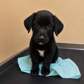 Chance -  Chiweenie Dog for Adoption in Dallas, Texas - Chance | PetCurious