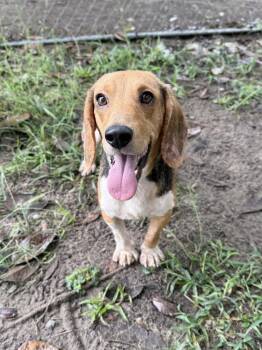 Billy Ray -  Beagle Dog for Adoption in Charleston, South Carolina - Billy Ray | PetCurious