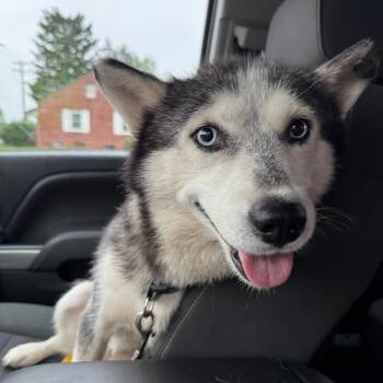 Rescue Siberian Husky Dogs for Adoption in Greenfield, Indiana - Sky | PetCurious