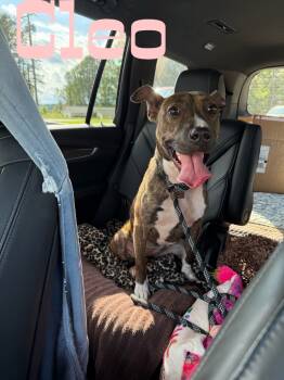 Rescue Pit Bull Terrier Dogs for Adoption in Rutherfordton, North Carolina - Cleo | PetCurious