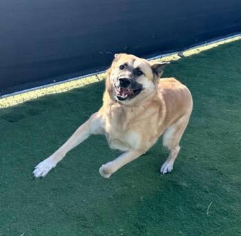 Willow / Lydia -  German Shepherd Dog Dog for Adoption in Little Rock, Arkansas - Willow / Lydia | PetCurious