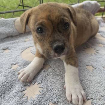 Pit Bull Terrier Dogs Available for Adoption in Schenectady, New York - Buster | PetCurious