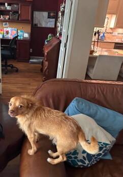 Chihuahua and Terrier Dogs Available for Adoption in Saugus, Massachusetts - Troy | PetCurious