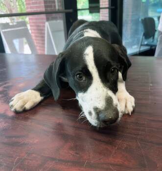 Tempura -  Mixed Breed Dog for Adoption in Nashville, Tennessee - Tempura | PetCurious