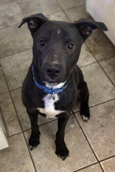 Rescue Mixed Breed Dogs for Adoption in Vassalboro, Maine - Cadete | PetCurious