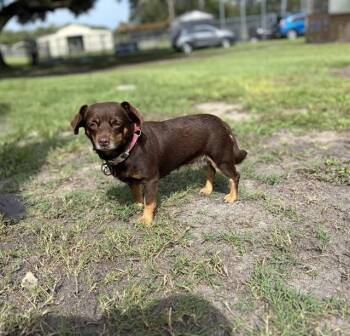 TRINITY -  Mixed Breed Dog for Adoption in St. Cloud, Florida - TRINITY | PetCurious