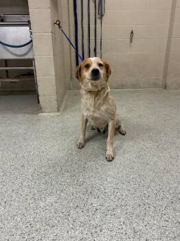 A431615 -  Redbone Coonhound and Mixed Breed Dog for Adoption in Conroe, Texas - A431615 | PetCurious