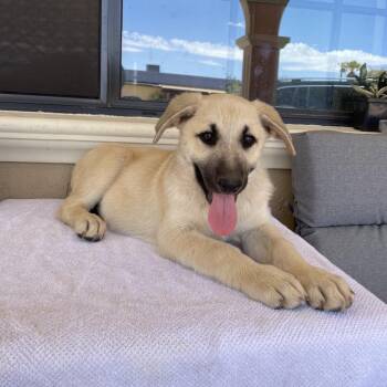 Bear -  German Shepherd Dog Dog for Adoption in Tucson, Arizona - Bear | PetCurious