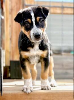 Australian Cattle Dog Blue Heeler and Cattle Dog Dogs Available for Adoption in Fort Lupton, Colorado - Pasto | PetCurious