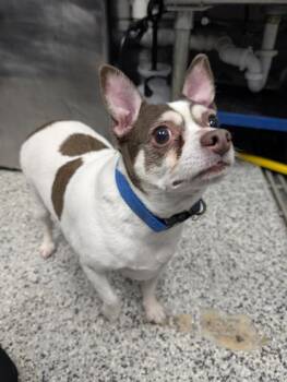 Chihuahua and Mixed Breed Dogs Available for Adoption - Buddy FKA Freddy | PetCurious