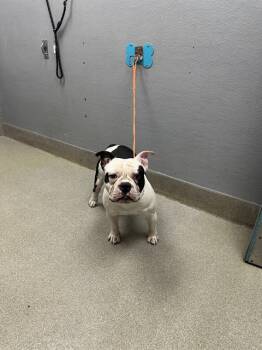 Rescue English Bulldog Dogs for Adoption in Las Vegas, Nevada - MICKEY | PetCurious