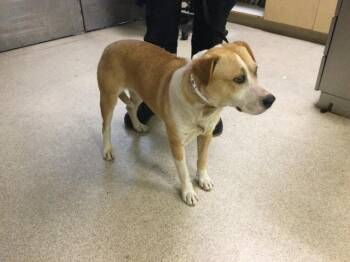 Pit Bull Terrier and Mixed Breed Dogs Available for Adoption in Riverside, California - FIG | PetCurious