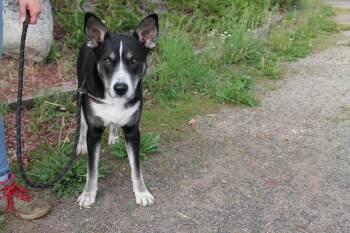 Big Ears -  Mixed Breed Dog for Adoption in Mccall, Idaho - Big Ears | PetCurious