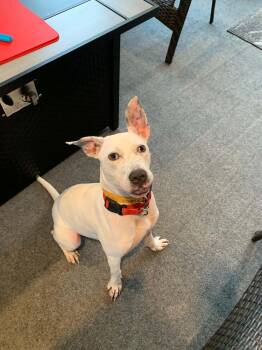 Tucson -  Mixed Breed Dog for Adoption in Douglas, Massachusetts - Tucson | PetCurious