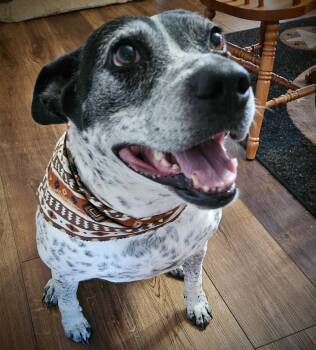 Zooka -  Australian Cattle Dog Blue Heeler Dog for Adoption in Austin, Texas - Zooka | PetCurious