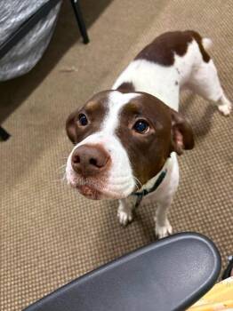 AppleSauce -  Brittany Spaniel and Pit Bull Terrier Dog for Adoption in Crystal Lake, Illinois - AppleSauce | PetCurious