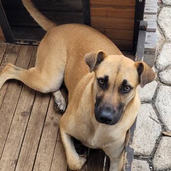 Rescue Mixed Breed Dogs for Adoption in Volcano, Hawaii - Billie | PetCurious