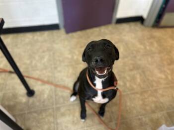 Rescue Labrador Retriever and American Staffordshire Terrier Dogs for Adoption in Raleigh, North Carolina - NAMI | PetCurious