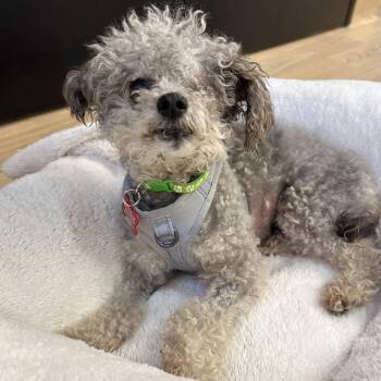 London Fog 14212 -  Poodle Dog for Adoption in San Francisco, California - London Fog 14212 | PetCurious
