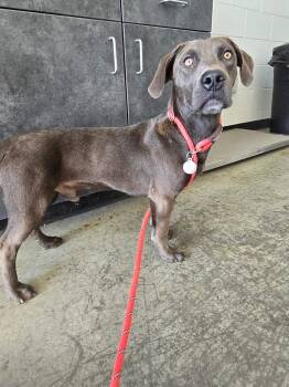 Patrick -  Weimaraner and Basset Hound Dog for Adoption in North Myrtle Beach, South Carolina - Patrick | PetCurious
