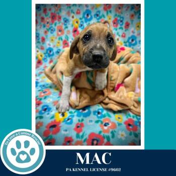 Hound Dogs Available for Adoption in Kimberton, Pennsylvania - Mac (Toolbox Pups) 042526 | PetCurious