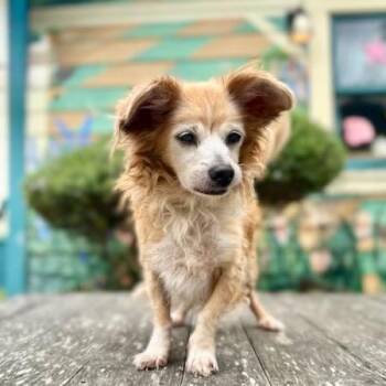 Orange Crush -  Pomeranian Dog Available for Adoption in Pacific Grove, California - Orange Crush | PetCurious