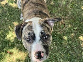 Australian Cattle Dog Blue Heeler and Pit Bull Terrier Dogs Available for Adoption in Tulsa, Oklahoma - ROCKY | PetCurious