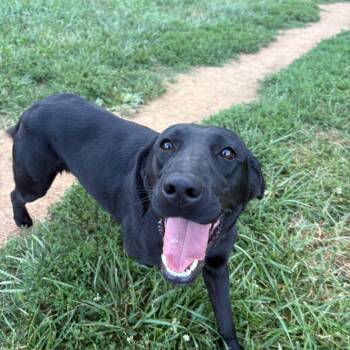 Loretta -  Black Labrador Retriever Dog for Adoption in Fairfax Station, Virginia - Loretta | PetCurious