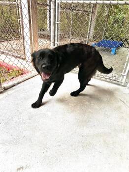 Blue -  Flat Coated Retriever Dog for Adoption in Plymouth, Connecticut - Blue | PetCurious