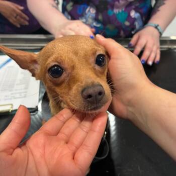 Funny Muffler -  Chihuahua Dog for Adoption in Northbrook, Illinois - Funny Muffler | PetCurious
