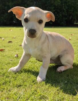 Chihuahua Dogs Available for Adoption in Gig Harbor, Washington - Harley | PetCurious