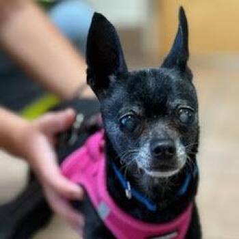 Rescue Chihuahua Dogs for Adoption in Green Valley, Arizona - Pippin--Comes With Vet Care Support For Life! | PetCurious