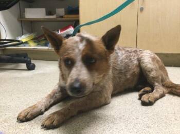 BETSIE -  Australian Cattle Dog Blue Heeler Dog for Adoption in Riverside, California - BETSIE | PetCurious