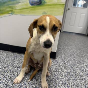 Rescue Mixed Breed Dogs for Adoption in Cranston, Rhode Island - JUDE | PetCurious
